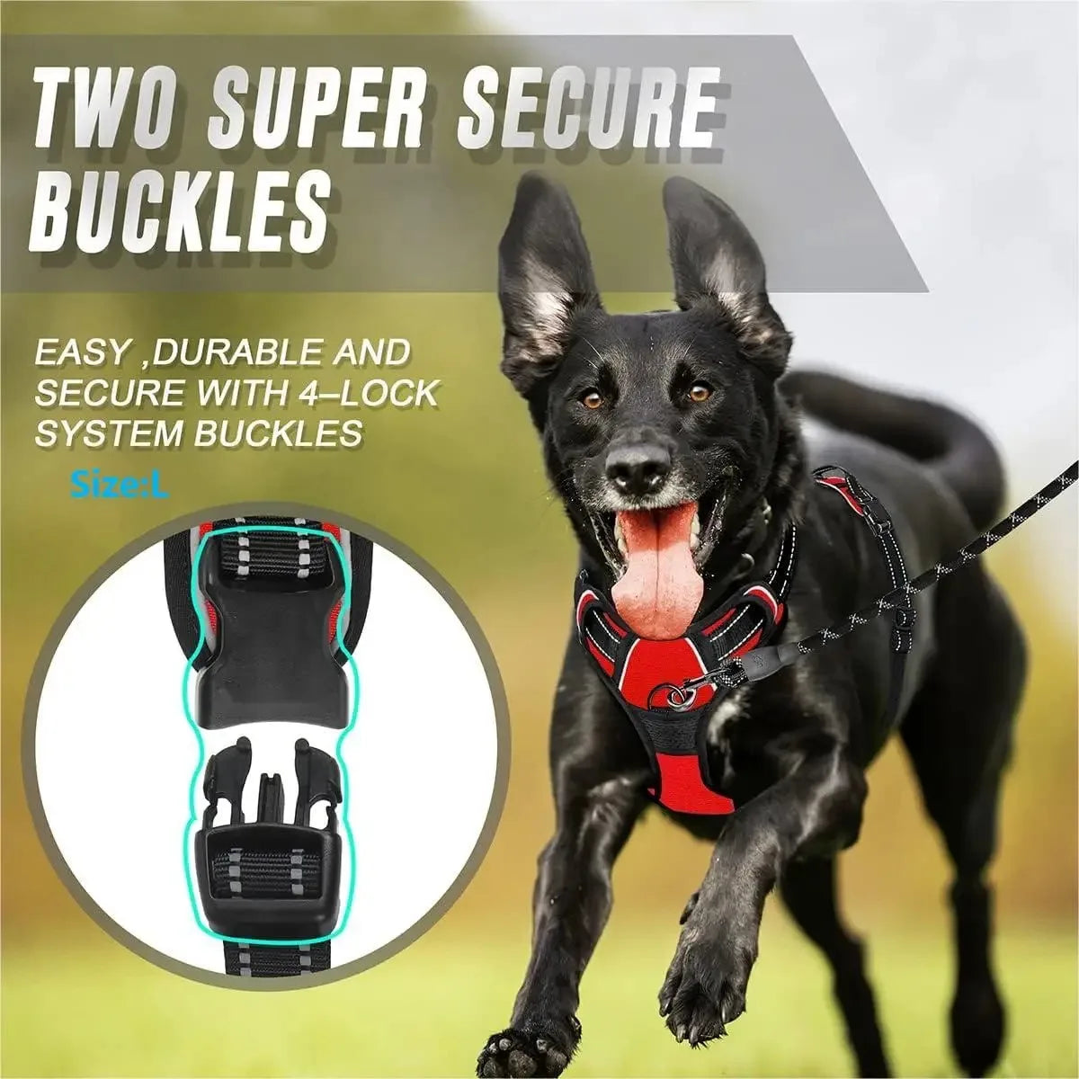 Black dog running outdoors wearing red and black harness with secure buckles, size large.