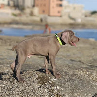 Gray puppy with neon collar standing on rocky beach with coastal background
