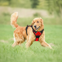 Golden retriever wearing a red dog harness walking on grass outdoors