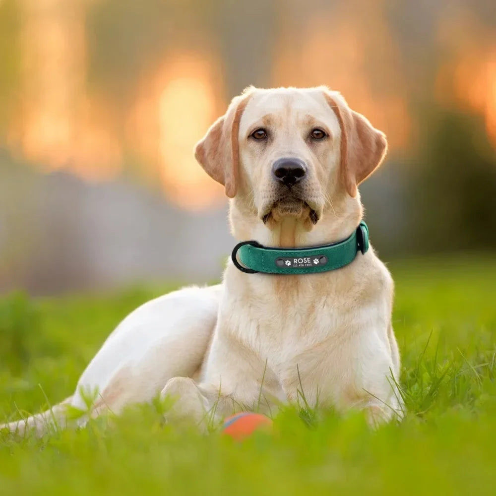 personalised suede-texture dog collar